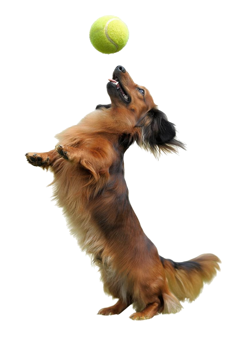 A long-haired dachshund leaping up to catch a tennis ball