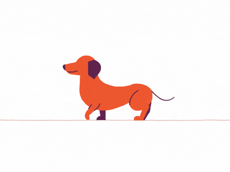 A little dachshund trotting along